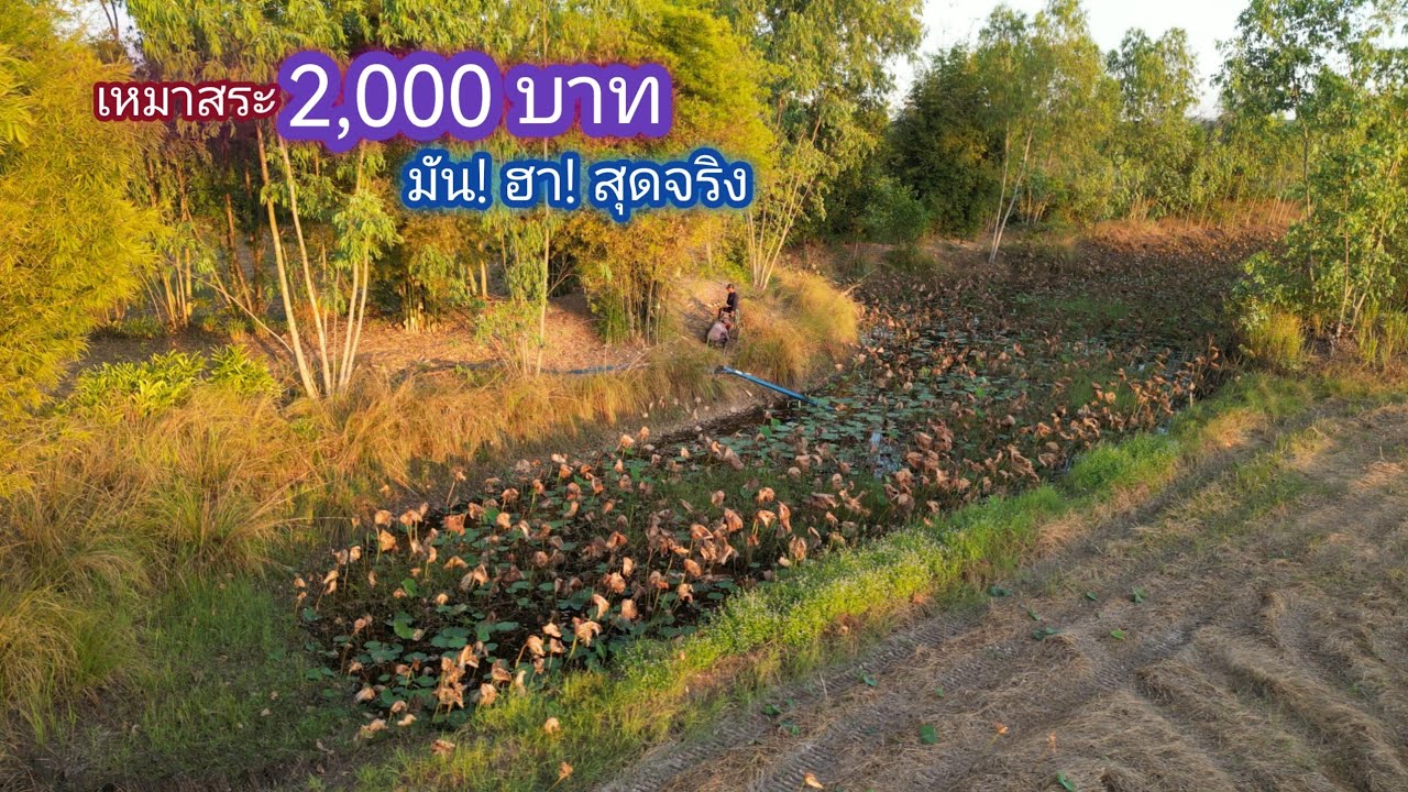 เหมาสระ 2,000 บาท โหด มัน ฮา นี่มันดงยักษ์ใหญ่ สระรกจัด ปลาก็อยากจับ งูก็รองับเเขน / บ้านนอก EP.700