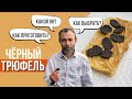 ГРИБ ТРЮФЕЛЬ. Как его едят во Франции, сколько стоит и как выбрать. Рецепты французского шеф-повара