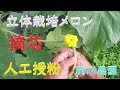 立体栽培メロン　摘芯・人工授粉　目指せ100品目　邑南町　駒川農園　21.6.8