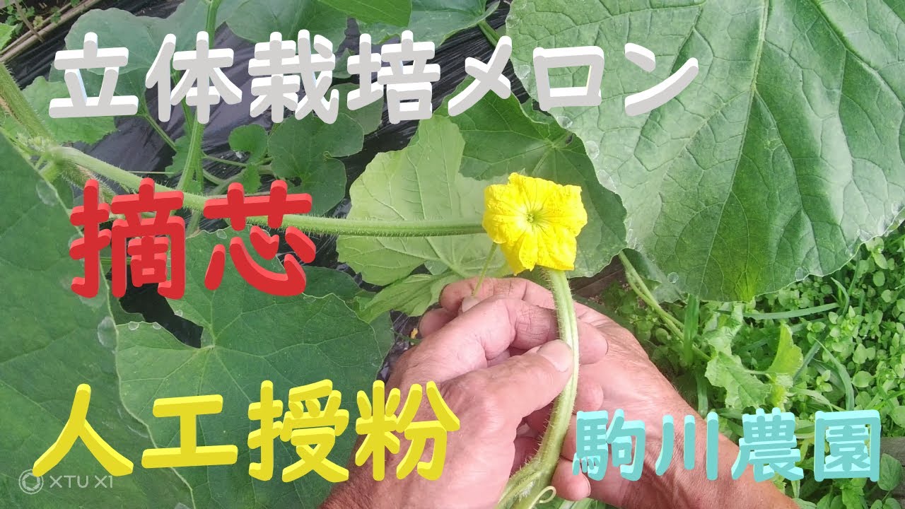 立体栽培メロン　摘芯・人工授粉　目指せ100品目　邑南町　駒川農園　21.6.8