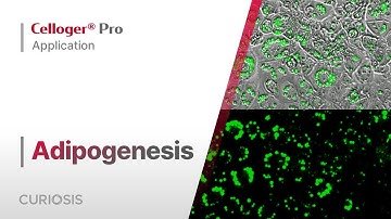 Celloger® Pro Application I Adipogenesis