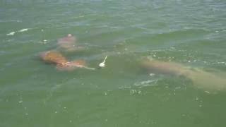 Manatee Tracking Project 2016: Following TGA016