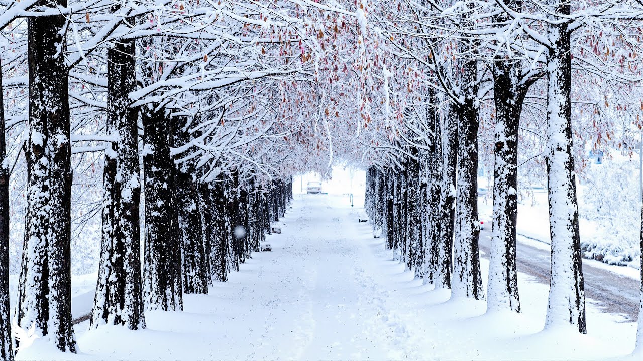 Beautiful Winter Music 2025 ❄️ Gentle Instrumental for Calm, Relaxation & Peace | Wildlife of Winter