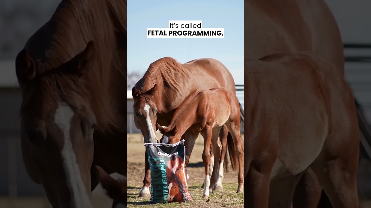 When should you start feeding your foal grain?