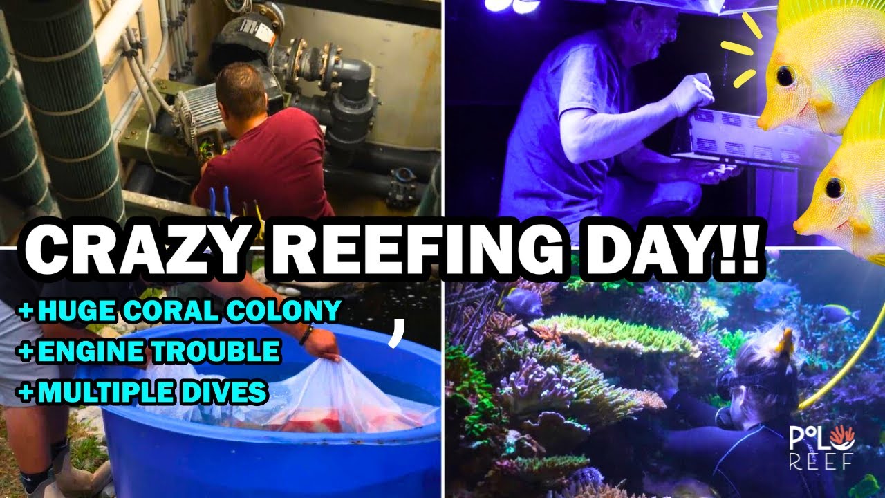 ОГРОМНАЯ КОЛОНИЯ КОРАЛЛОВ + НЕПОЛАДКИ С ДВИГАТЕЛЕМ = НЕСКОЛЬКО ПОГРУЖЕНИЙ = БЕЗУМНЫЙ ДЕНЬ РИФОВАНИЯ