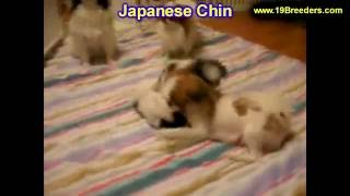 Japanese Chin, Puppies, Dogs, For Sale, In Hempstead Town, Borough, New York, NY, 19Breeders, Islip