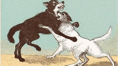 Mimpi Melihat Anjing Berkelahi