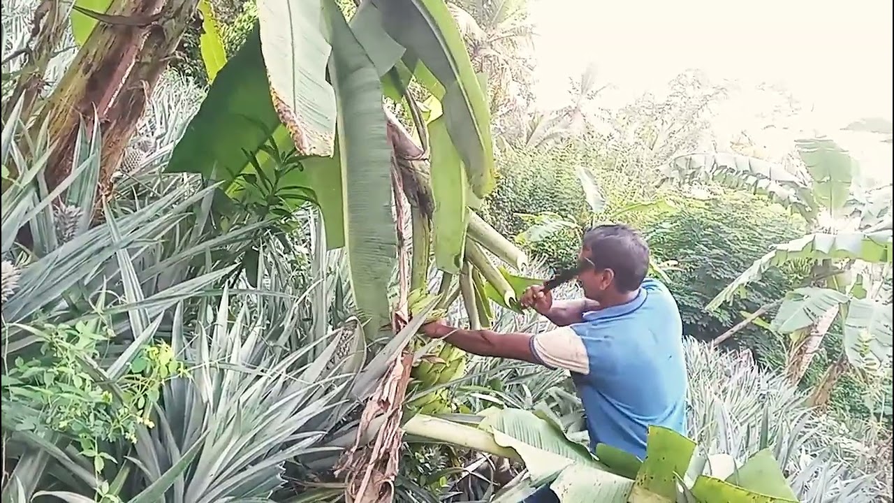          අන්නාසි සහ කෙසෙල් වගාව එකට 🍍🍍🍍🍌🍌🍌