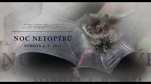 Jak se netopýři dostali do domu?