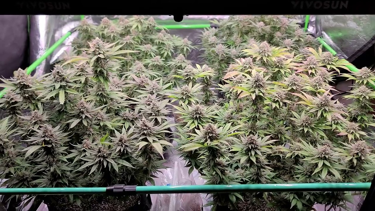 Barneys Farm Apple Fritter In 8th Week of Flower