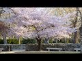 Budapest 4K Best Cherry Blossom Tree and Margit Island Ruins