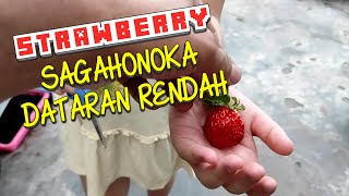 PANEN STRAWBERRY SAGAHONOKA DATARAN RENDAH PEKANBARU