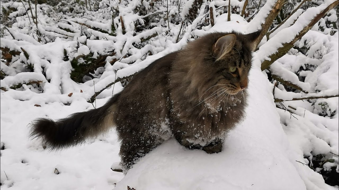 Norwegian Forest Cat: Wegie Winter Wonderland with Finn