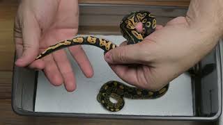 Celebrity Blackhead Pied x Pastel Het Pied! Clutch #4 Update! Wealth