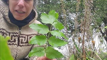 Harvesting Wild Parsnip