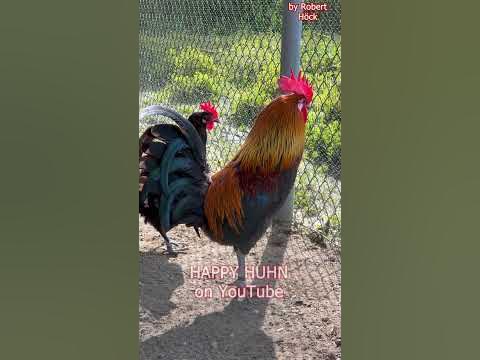 DRENTS HOEN rooster crowing 🐓 Das Drenther Huhn ist eine alte