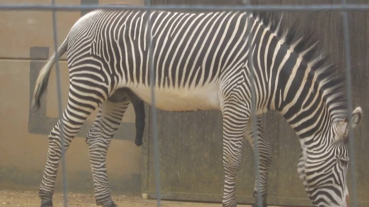 Wanyama Village and Reserve