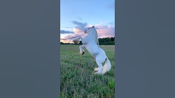 #الخيل - والخيل والبغال والحمير لتركبوها وزينة ۚ ويخلق ما لا تعلمون - القرآن الكريم