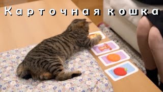 Кошка выбирает правильную карту! カードを当てる猫(ロシア語ver.) Кошка выбирает правильную карту! カードを当てる猫(ロシア語ver.)