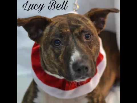 Adoptable Pets at Jackson County Animal Shelter in Gautier, MS - YouTube