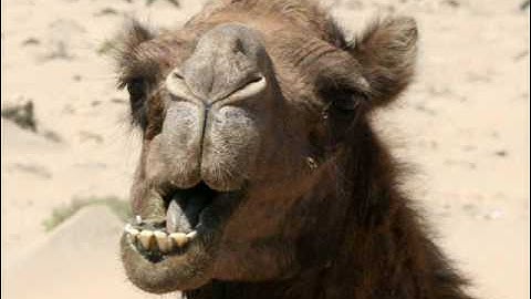 Ali Osram ft Evert Baptist -  Een kameel dat is zo Gek nog niet