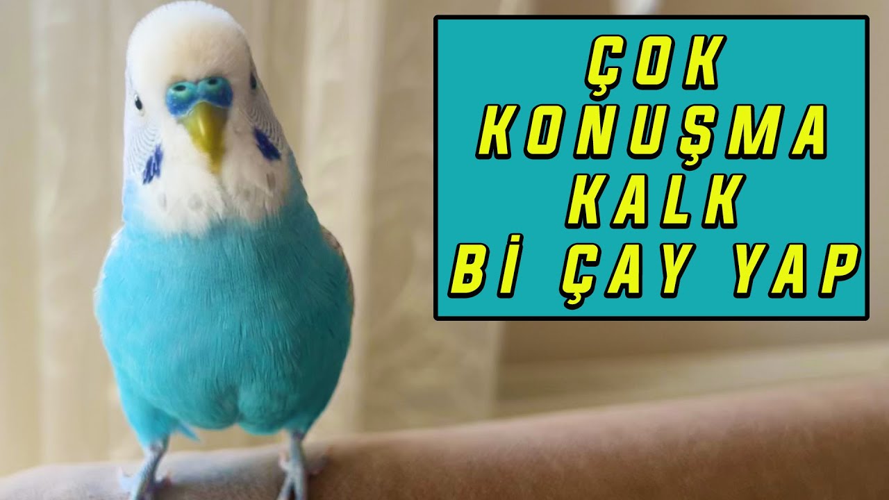 ÇOK KONUŞMA KALK Bİ ÇAY YAP DİYEN MUHABBET KUŞU BONCUK :)