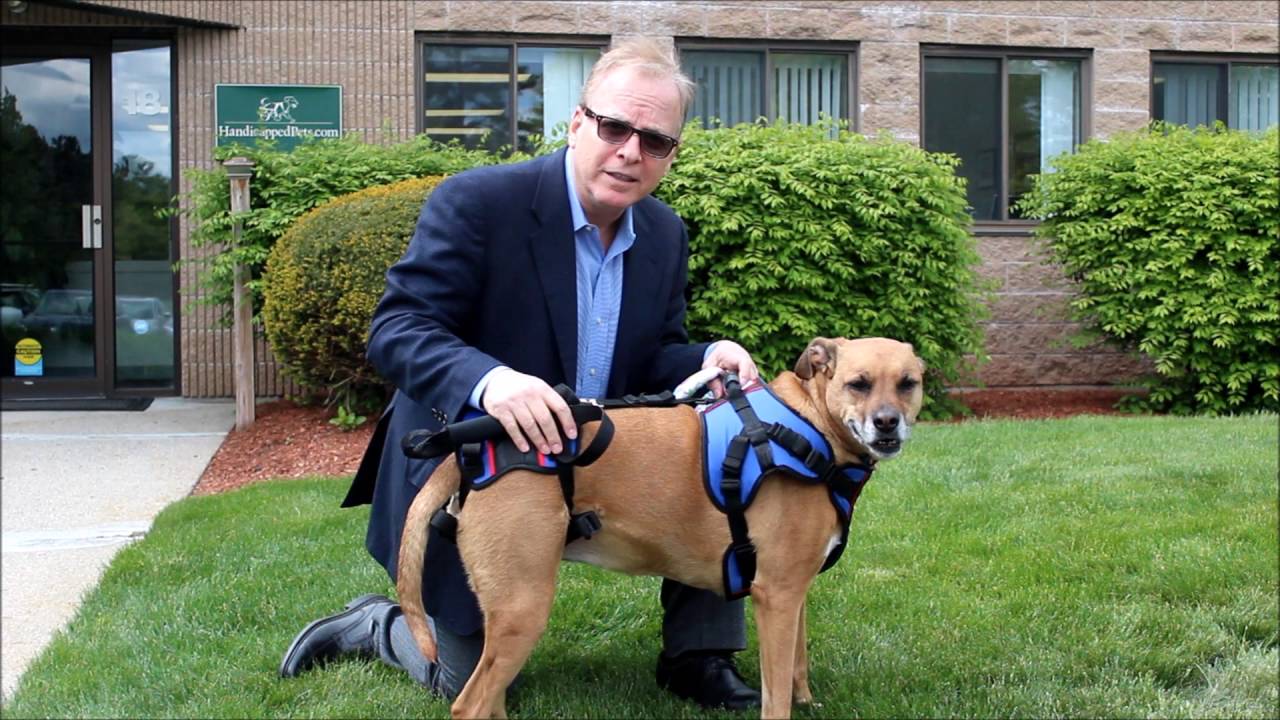 handicappedpets dog support sling