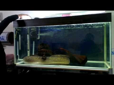 手餵鱸鰻~第7隻魚! (小珍哥)