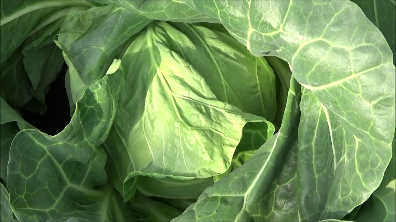 我家の家庭菜園 １６ 収穫開始した春野菜 No 5 Youtube