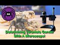 Determining Tarantula Gender with a Microscope!