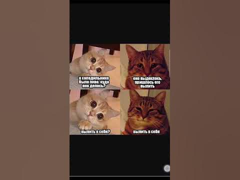 Мемы с именами котами