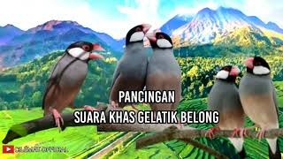 SUARA PIKAT BURUNG GELATIK BELONG MEMANGGIL ROMBONGAN| PANCINGAN GELITK LIAR.