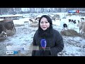 Зимовка скота в Шебалинском районе проходит в штатном режиме