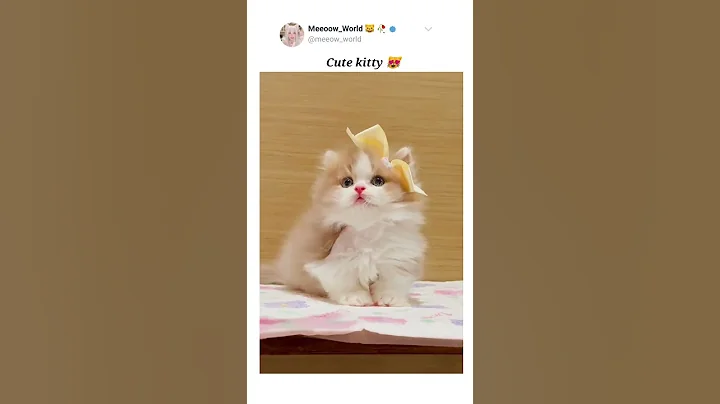 Video 10237621: cat scottish cute british, scottish cute british kitten, kitten baby cat american, baby cat american usa, cutecats american, cute cat turkish, uk british, cat kitten cutecat pets, cute kitty