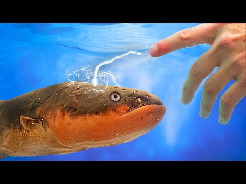 SHOCKED! by an Electric Eel (800 volts) - YouTube