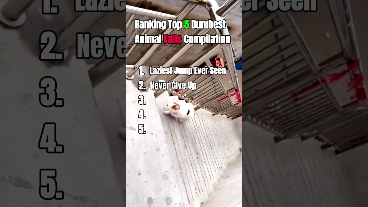 Top 5 Dumbest Animal Falls That Broke the Internet 💀🐾