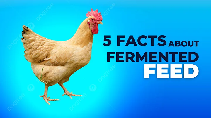 5 Great Scientific Reasons Why We Make Fermented Chicken Feed - The Benefits of Fermented Grains