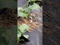 ひばりの子育て