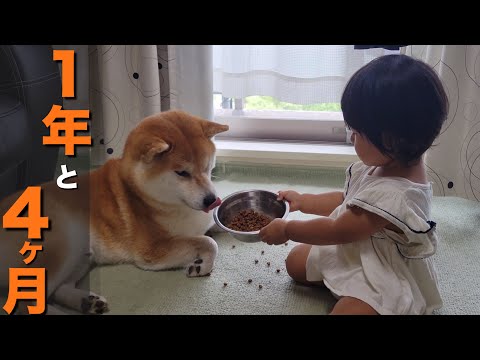 柴犬がいる生活に赤ちゃんが産まれ１年４ヶ月経過も…「消えぬ感情」