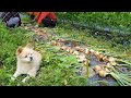 텃밭 가득 수확한 날, 양파 마늘 캐고 감자전에 감자옹심이 한 그릇 - A Day in Korean Countryside