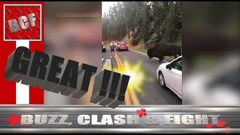 Bison CHARGES dumb tourist, Yellowstone National Park