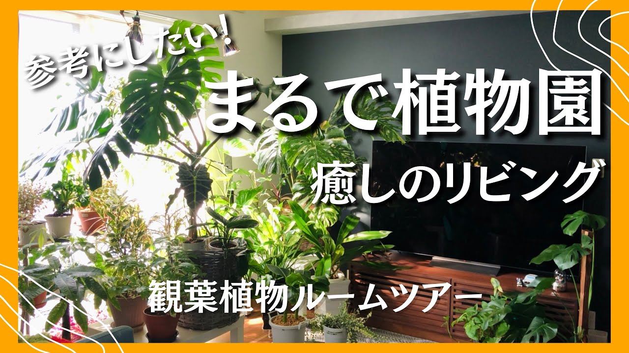 【観葉植物ルームツアー】まるで植物園/癒しのリビングとダイニングルーム🌿