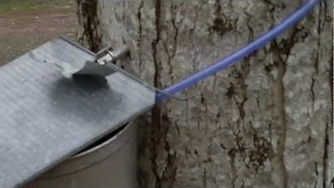 Tapping a sugar maple tree for maximum syrup set up - Tap hole drill bit sizes - Bucket tips
