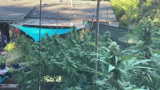 Last Year backyard outdoor grow 1 month to go ! 2022 #garden OMMP OREGON LEGAL GARDENS
