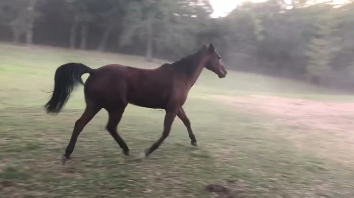 Frolic in the big field
