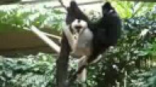 White Cheeked Gibbons My favorite sound in nature :)

Minnesota Zoo
