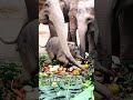 どの子象も、みんなかけがえのない宝物！