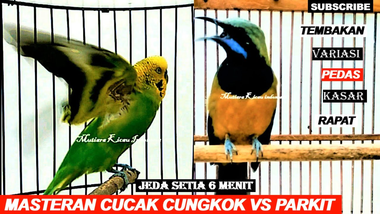 Masteran cucak cungkok vs parkit tembakan pedas dan crecetan besetan kasar variasi burung lomba