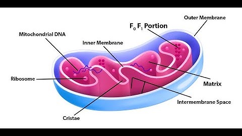 How mitochondria produce energy. Outer and inner membrane. 3D animation video.