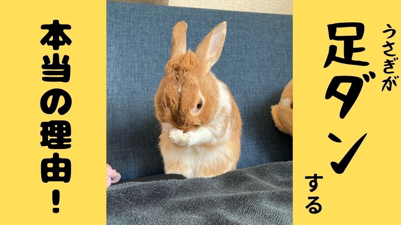 足ダンの本当の意味、知ってる？